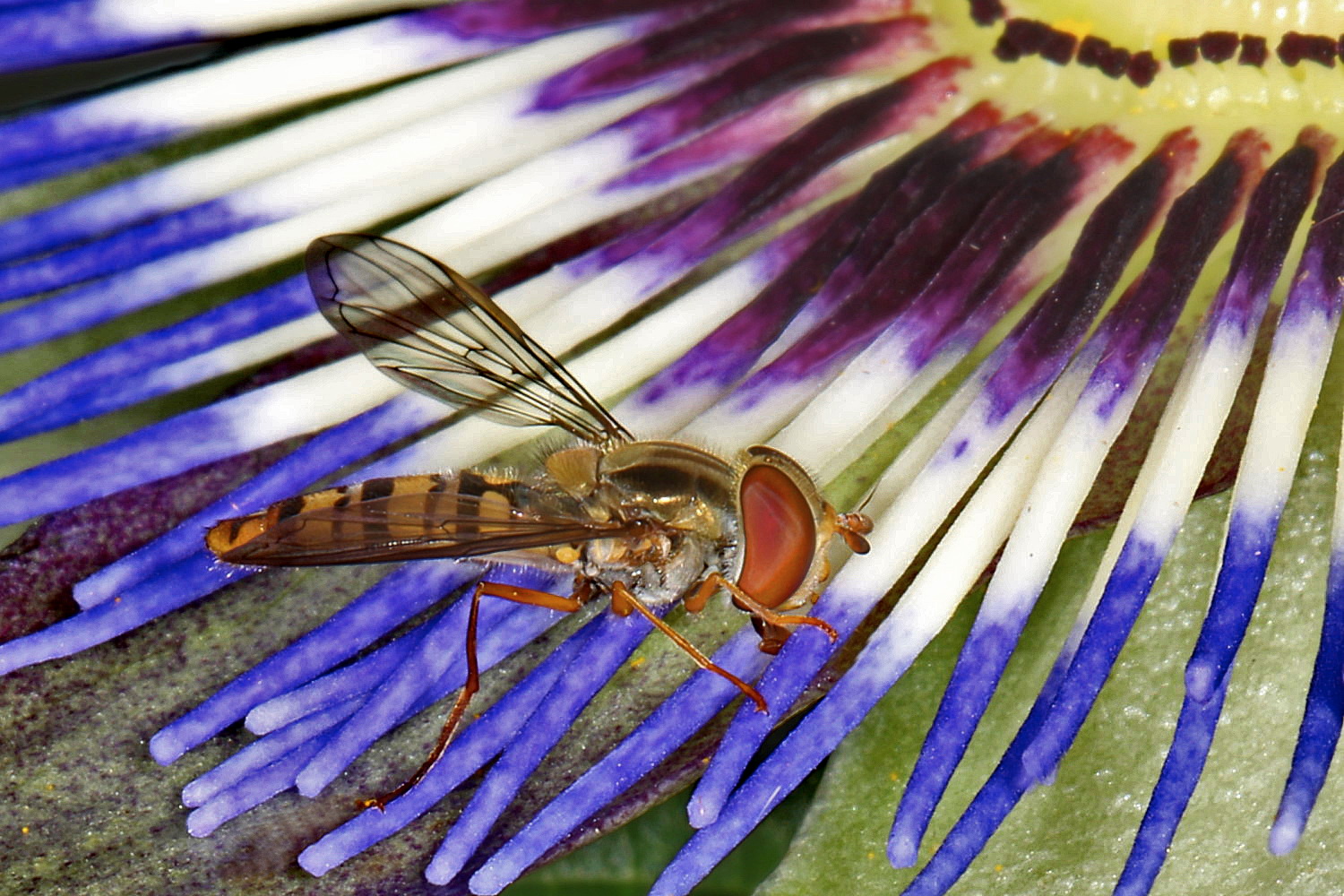 Hainschwebfliege