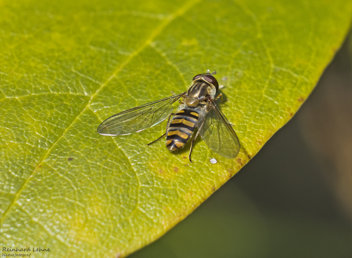 Hainschwebfliege