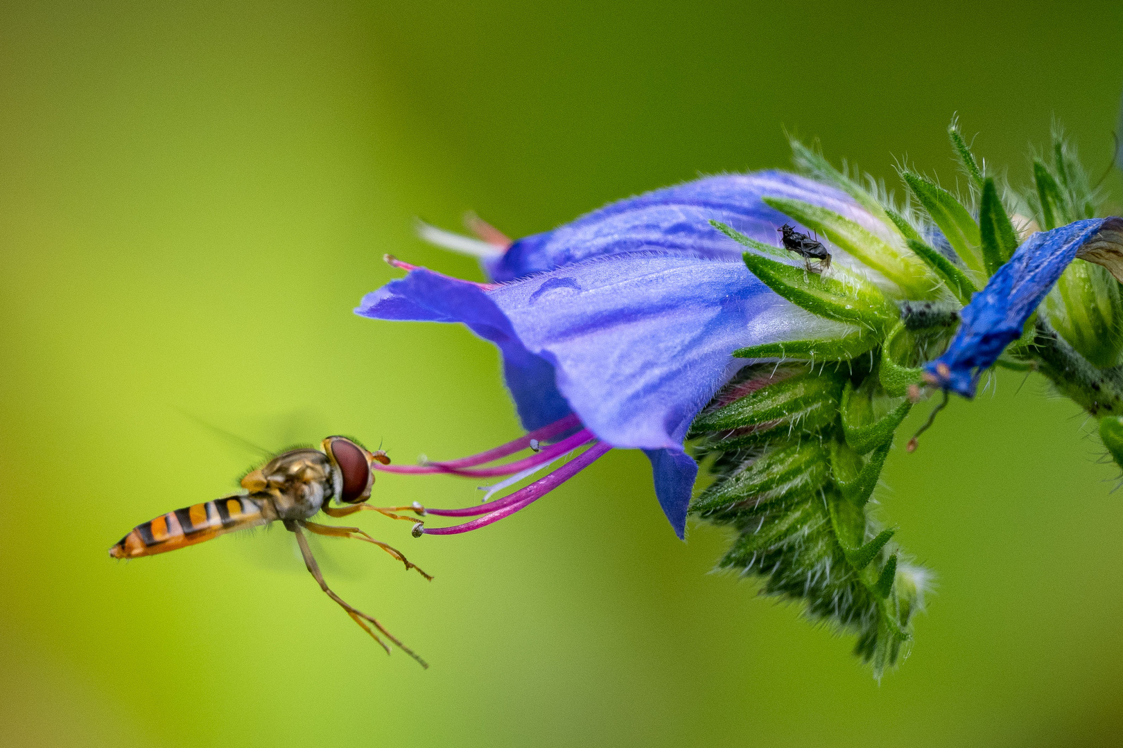 Hainschwebfliege