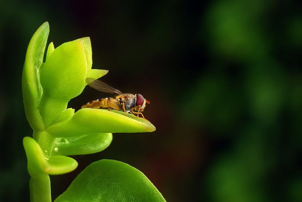 Hainschwebfliege von Matthias Hi.