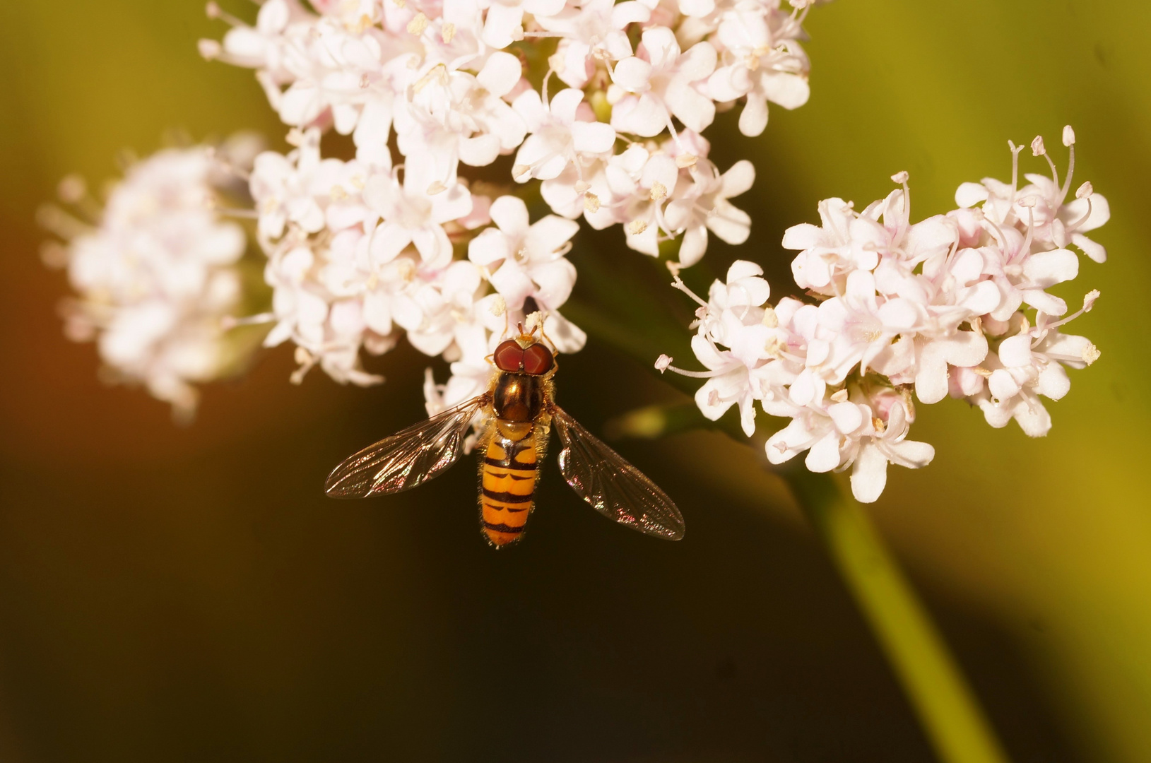 Hainschwebfliege...