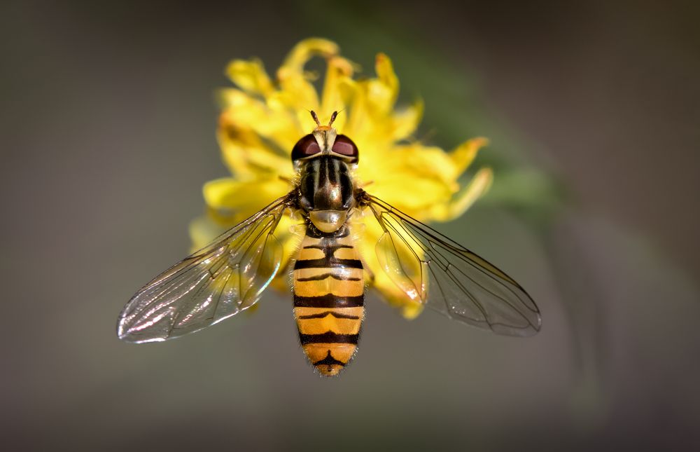 hainschwebfliege