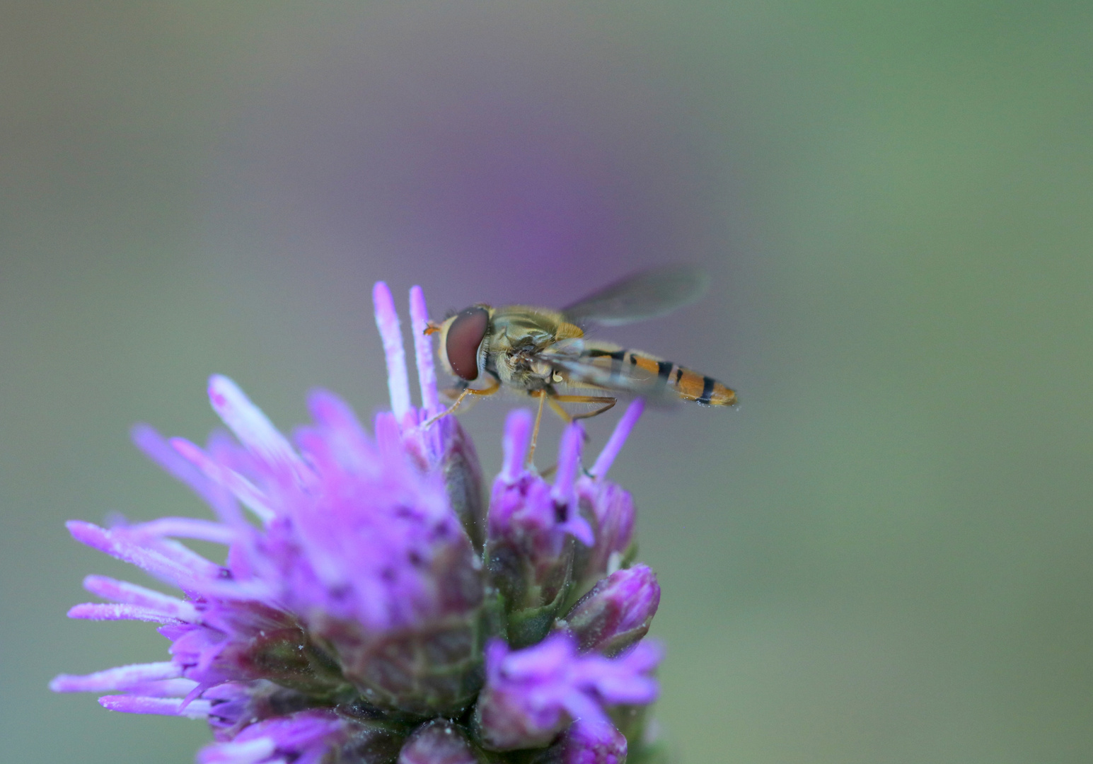 Hainschwebfliege