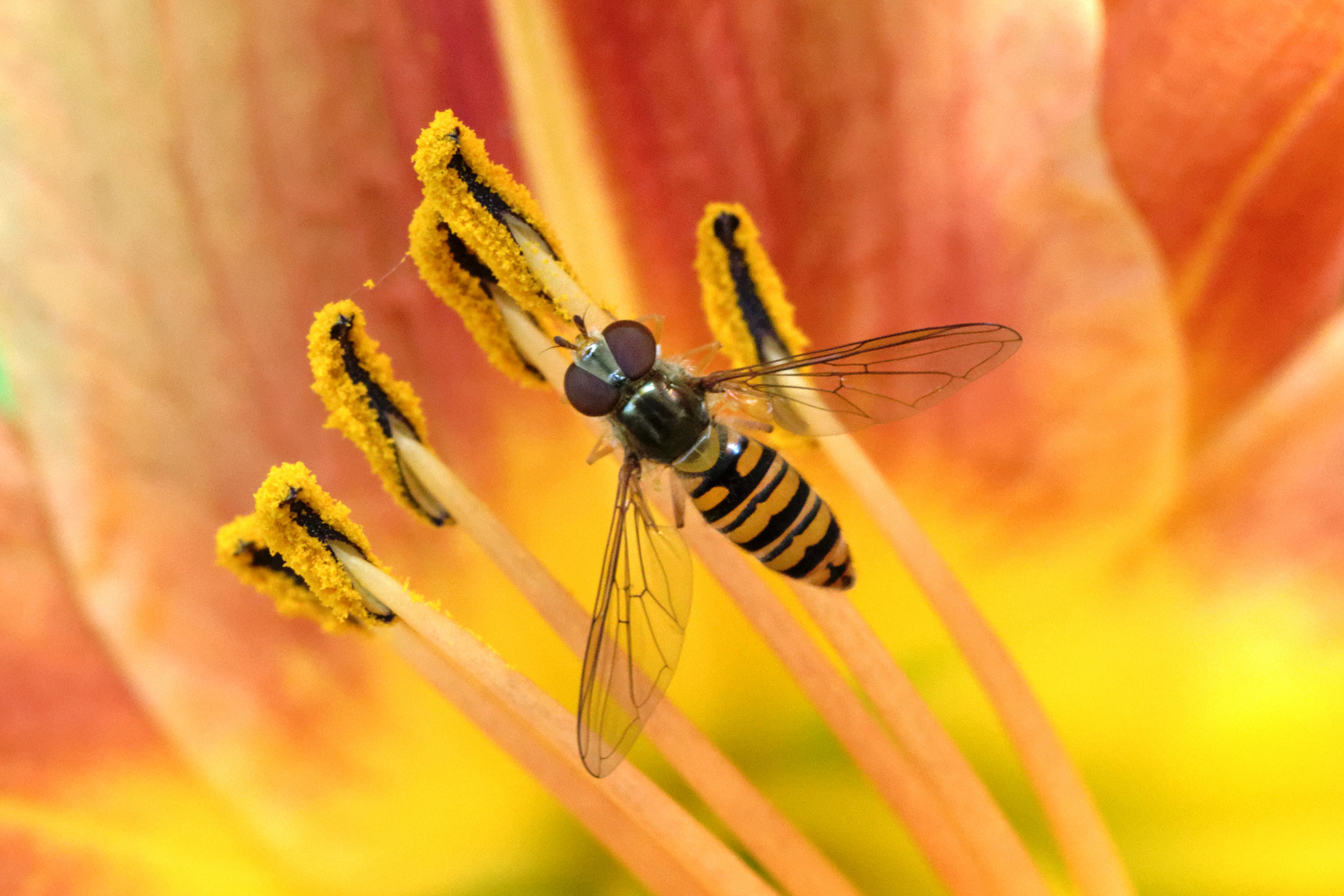 Hainschwebfliege