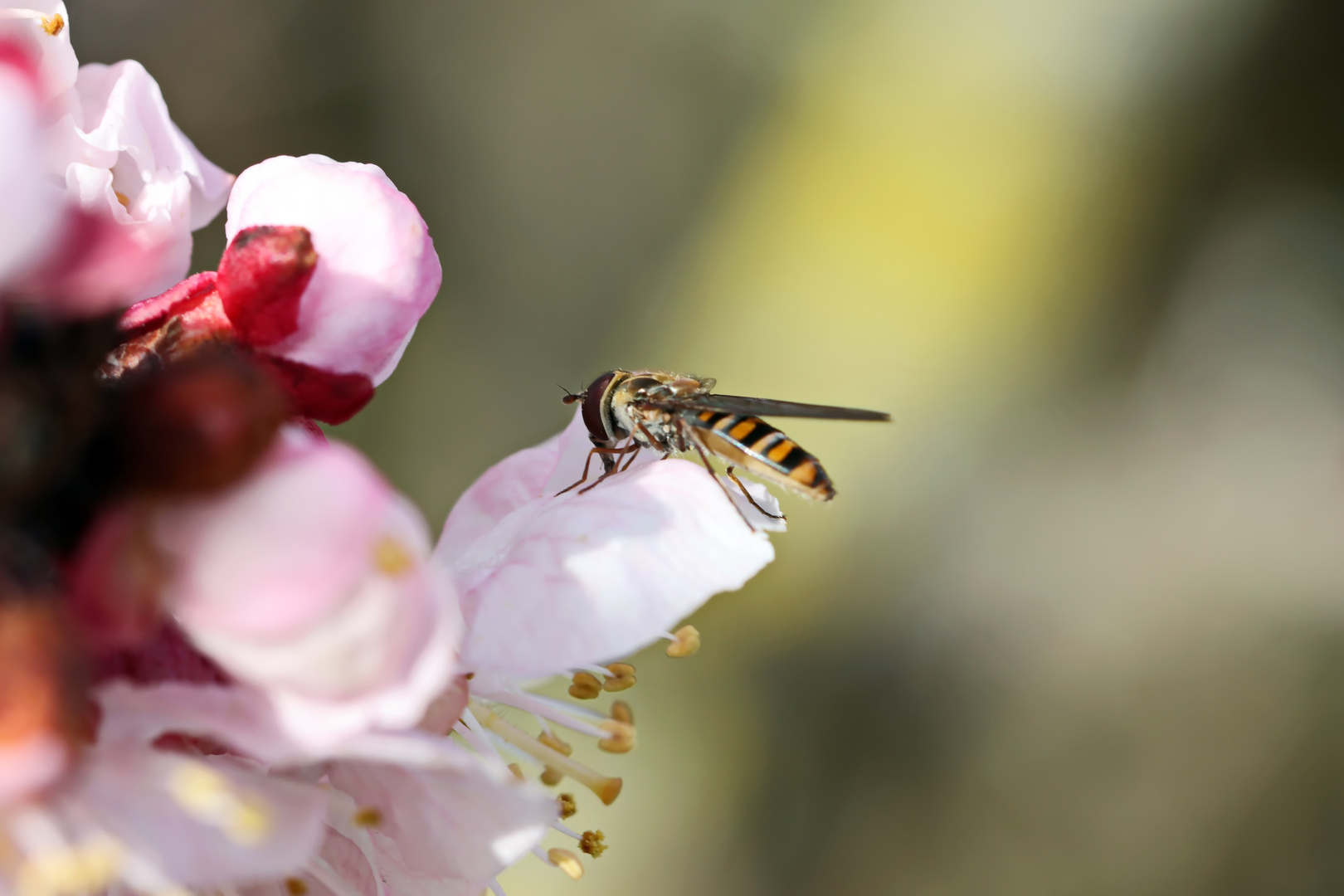 Hainschwebfliege