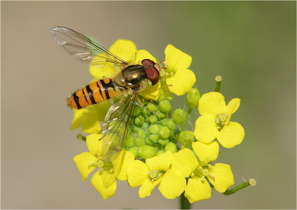 Hainschwebfliege