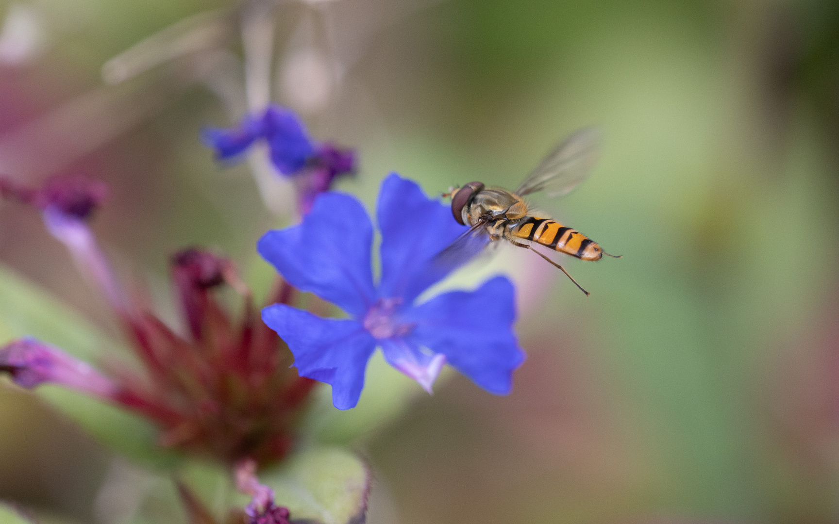 Hainschwebfliege