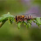 Hainschwebfliege