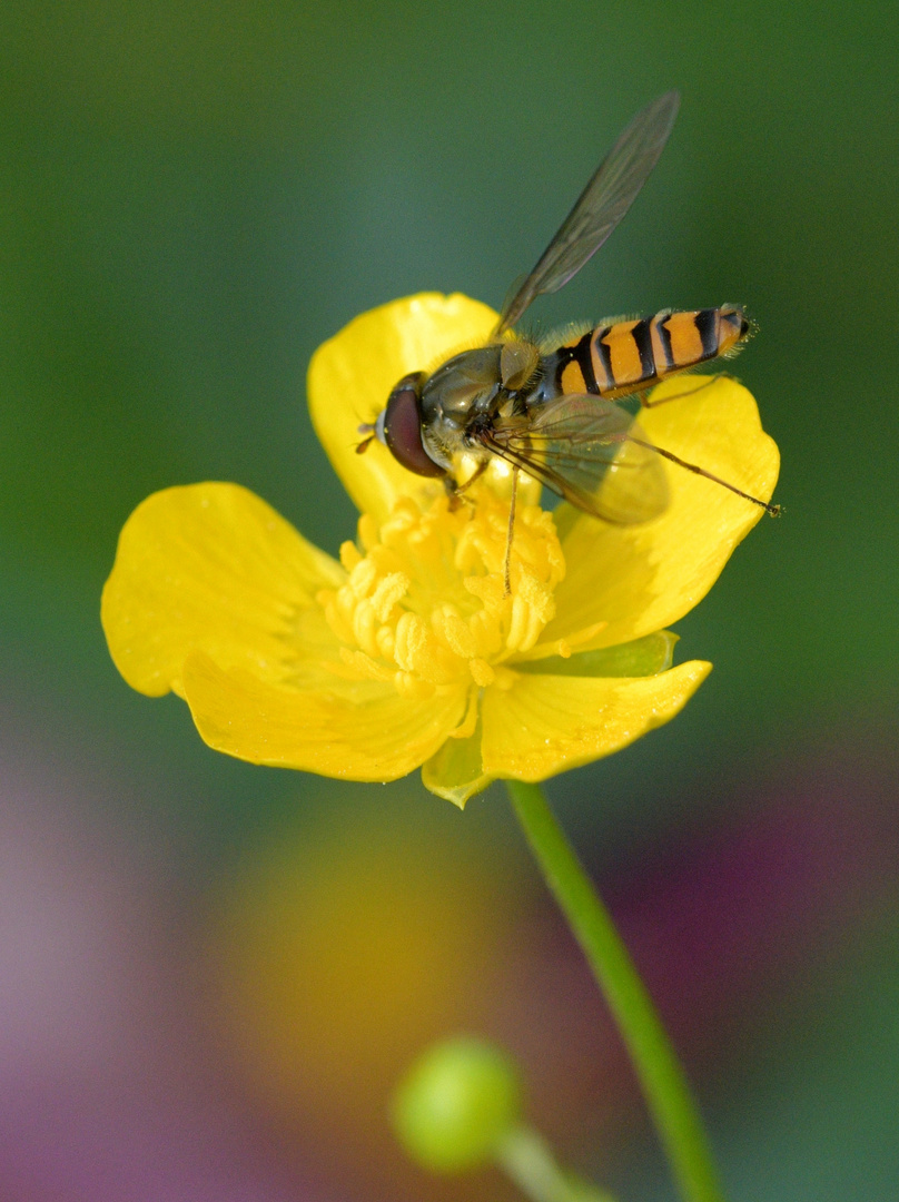 Hainschwebfliege