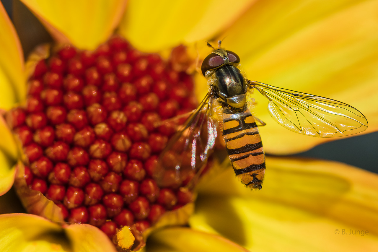 Hainschwebfliege