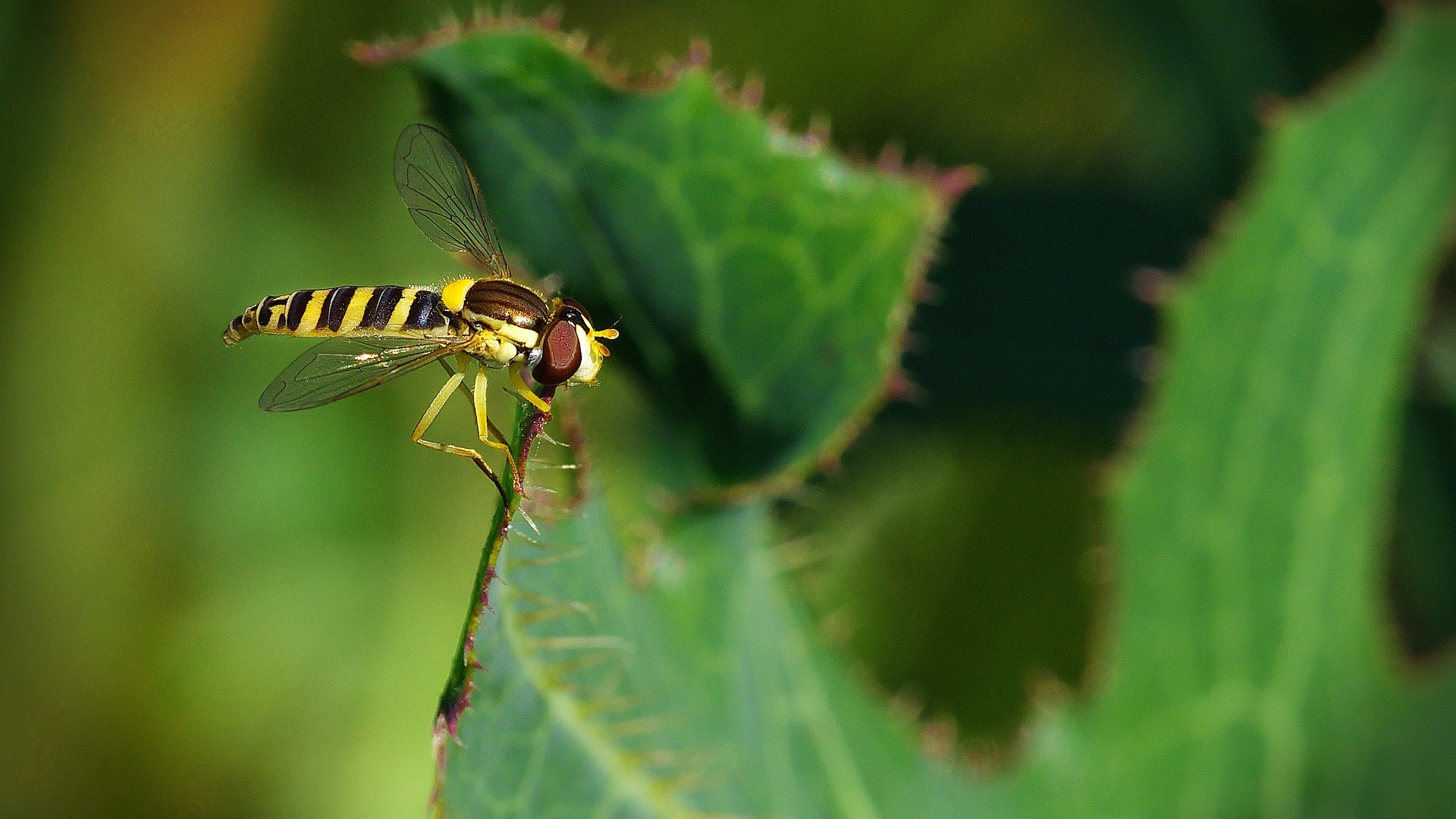 Hainschwebfliege