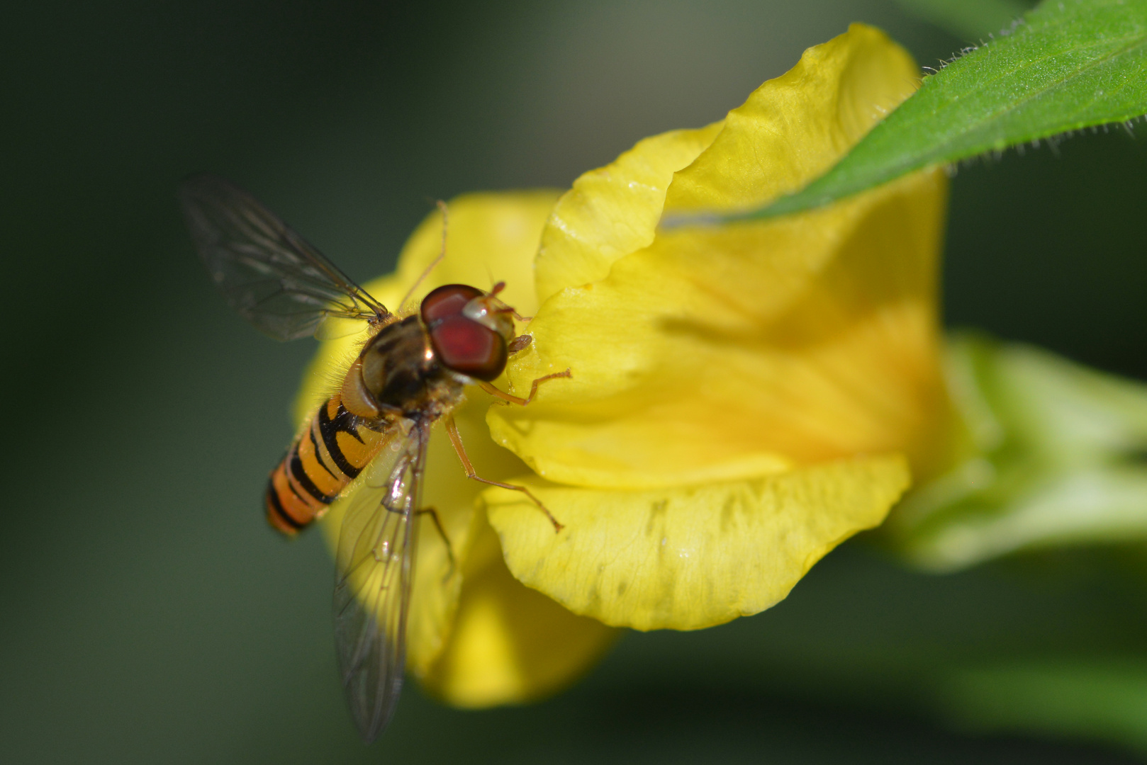 Hainschwebfliege....