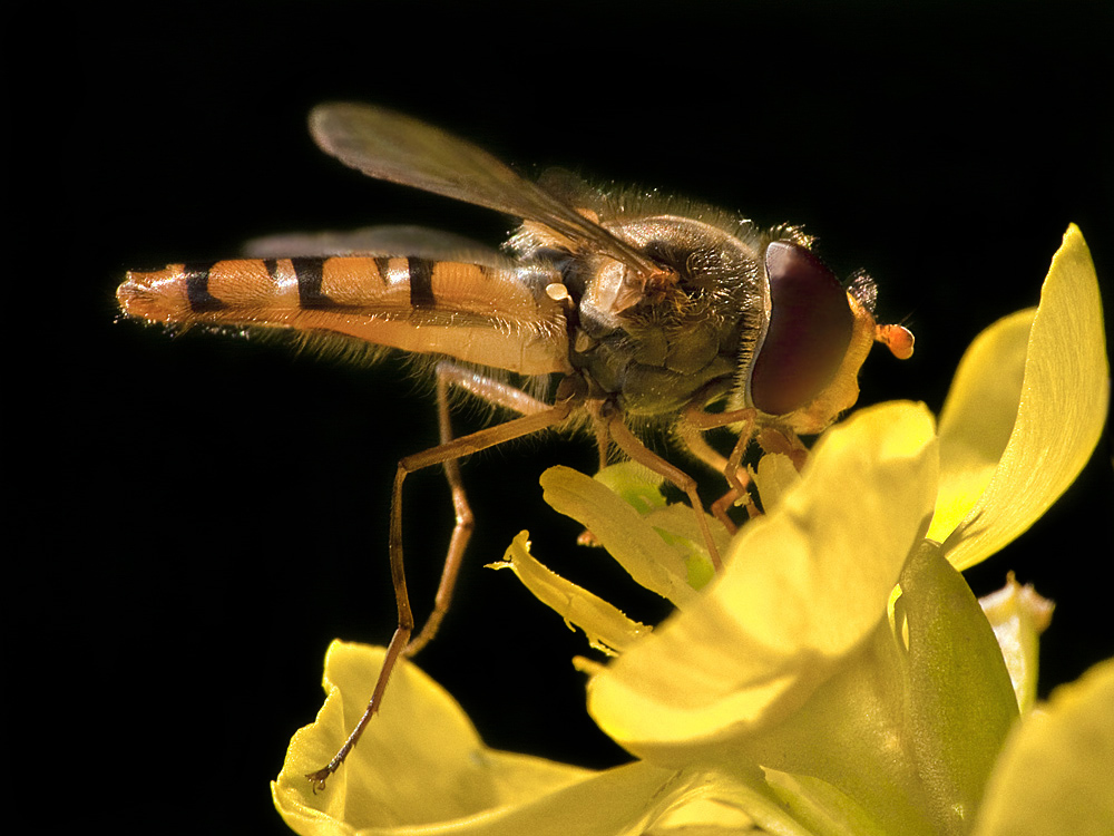 Hainschwebfliege