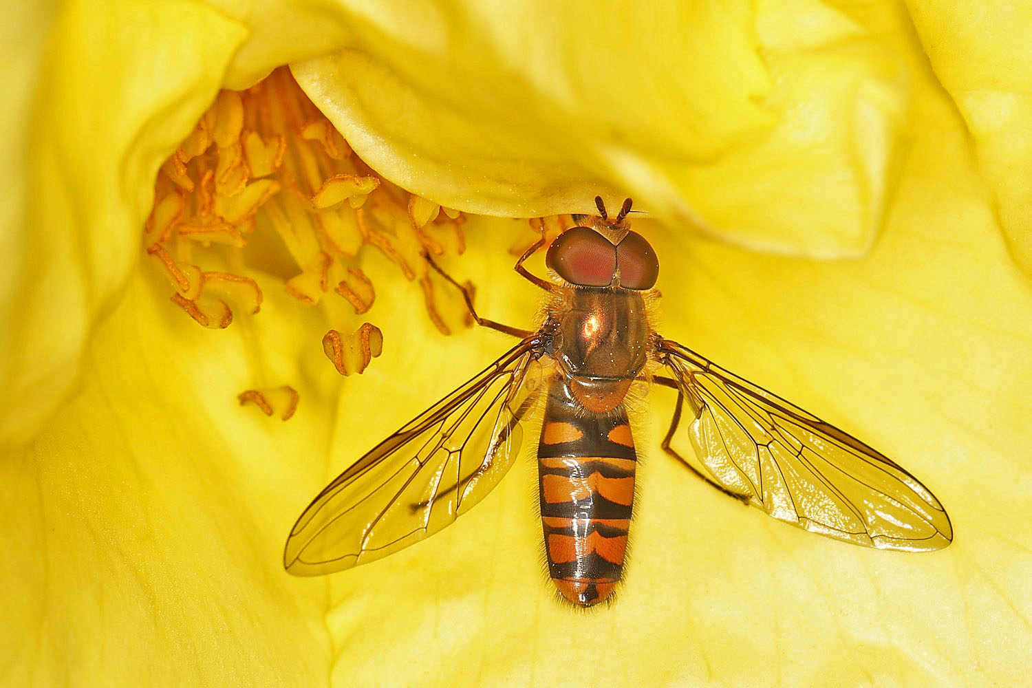 Hainschwebfliege