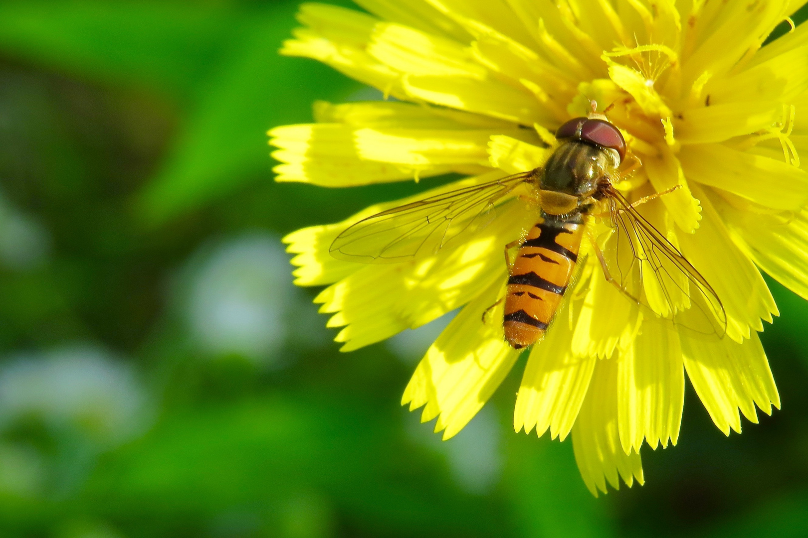 Hainschwebfliege