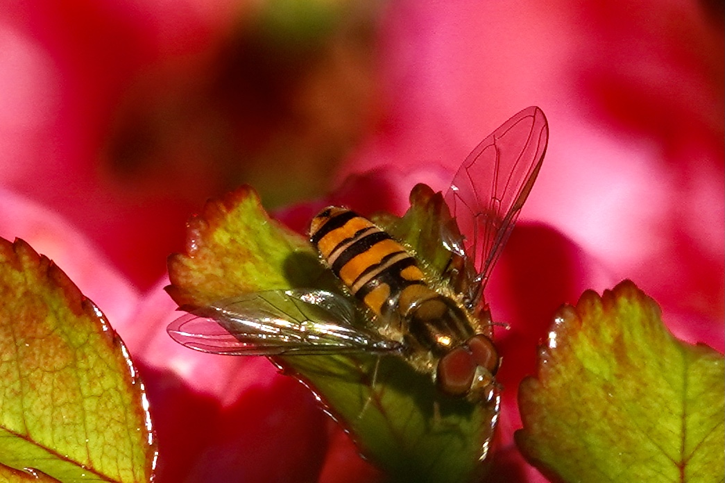 Hainschwebfliege