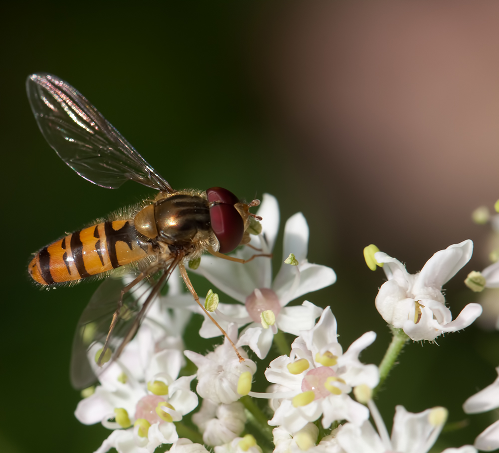 Hainschwebfliege