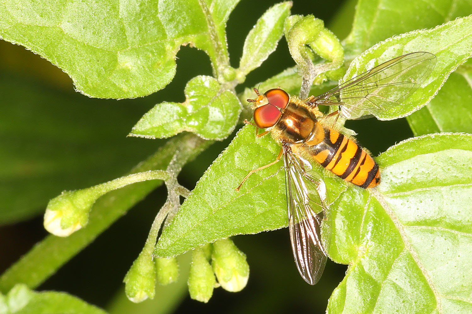 Hainschwebfliege