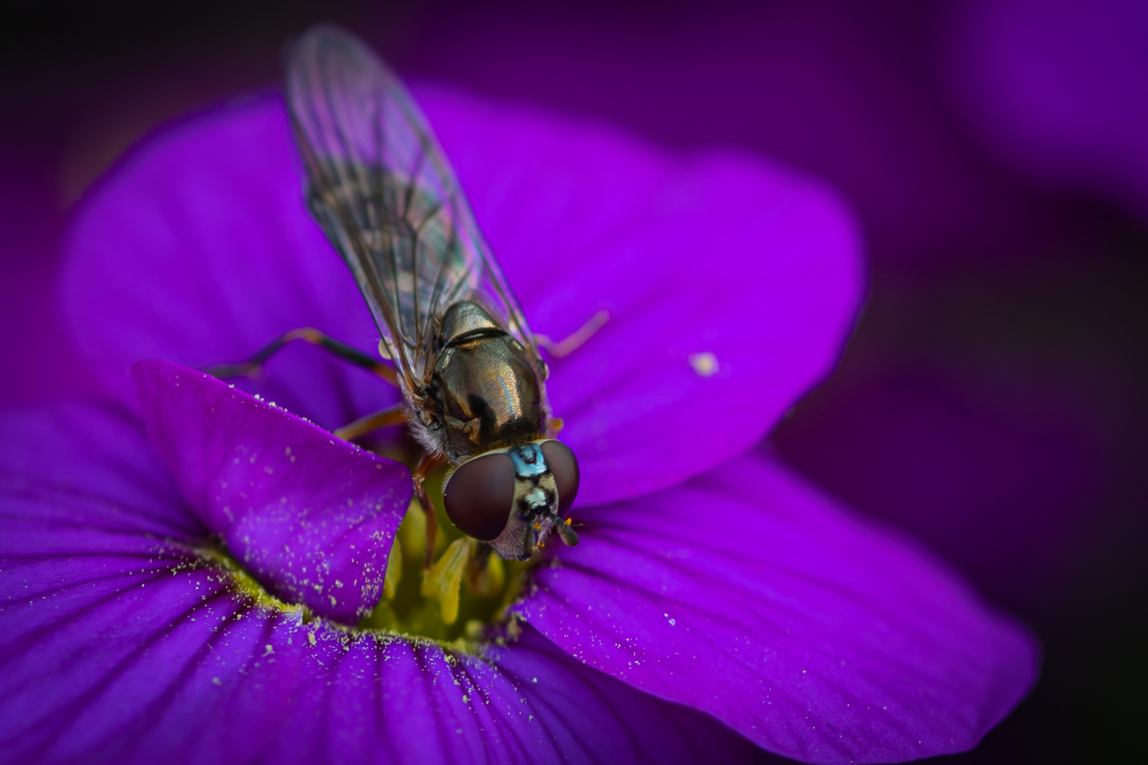 Hainschwebfliege