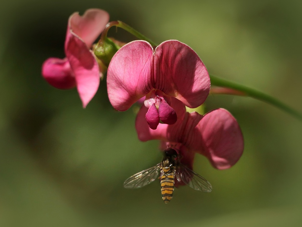 Hainschwebfliege an Breitblättriger Platterbse!