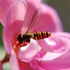 Hainschwebfliege an Geranie