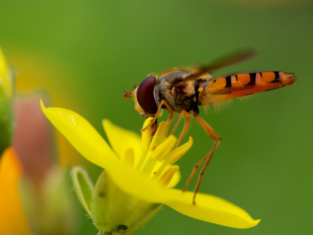 Hainschwebfliege an Rucolablüte