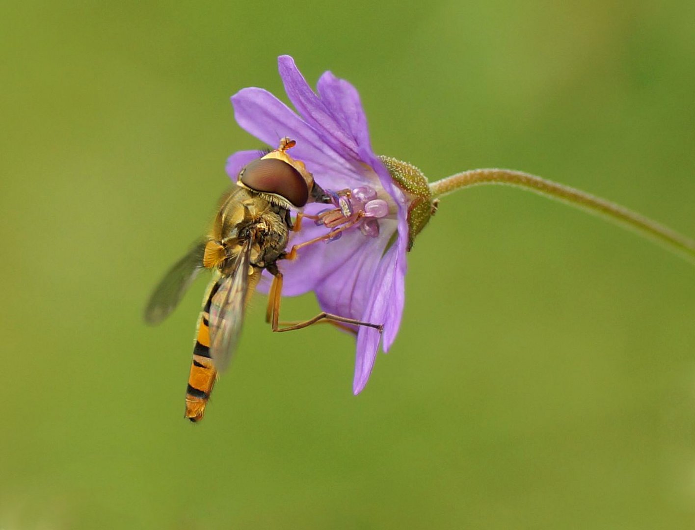 Hainschwebfliege an Storchenschnabel