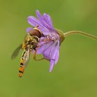 Hainschwebfliege an Storchenschnabel