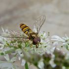 Hainschwebfliege auf Bärenklaublüten....