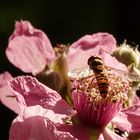 Hainschwebfliege auf Brombeerblüte