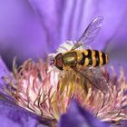 Hainschwebfliege auf Clematisblüte