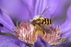 Hainschwebfliege auf Clematisblüte