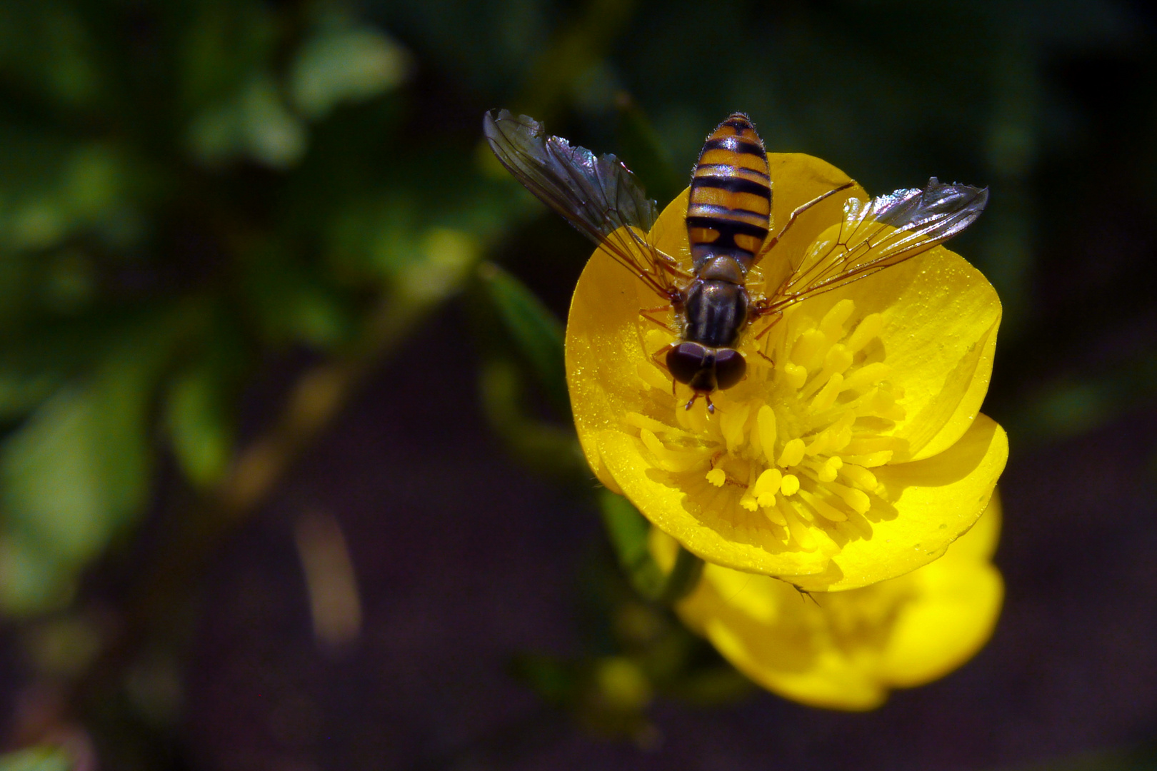 Hainschwebfliege auf gelber Blüte (I)