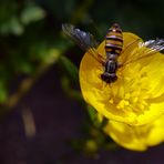 Hainschwebfliege auf gelber Blüte (I)