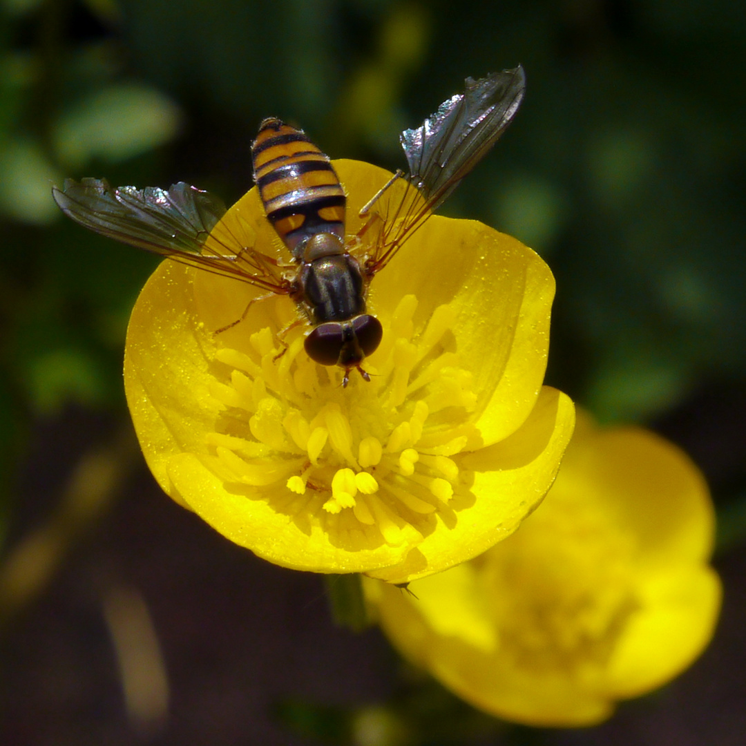 Hainschwebfliege auf gelber Blüte (II)