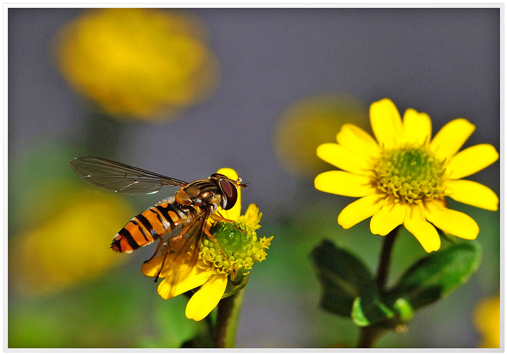 Hainschwebfliege auf Husarenknöpfchen.