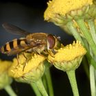 Hainschwebfliege auf Rainfarn