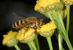 Hainschwebfliege auf Rainfarn