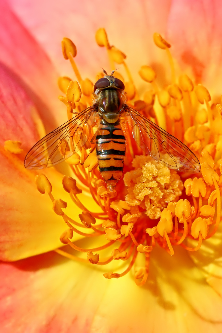 Hainschwebfliege auf Rosenblüte -  grove hover fly on rose blossom