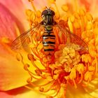 Hainschwebfliege auf Rosenblüte -  grove hover fly on rose blossom