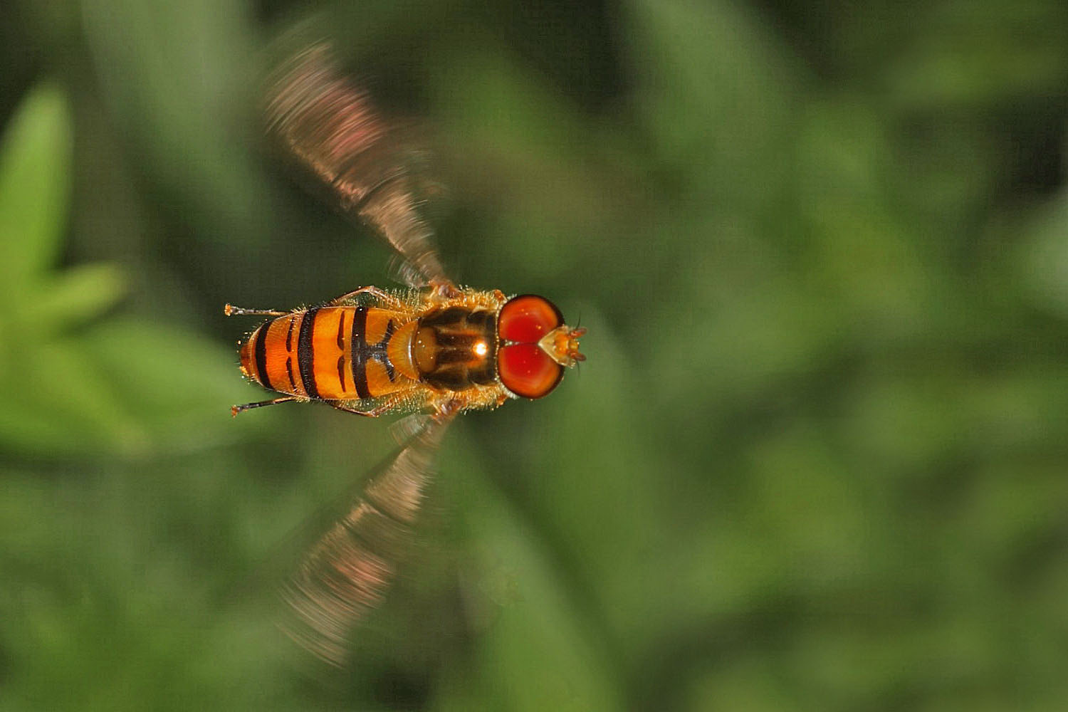 Hainschwebfliege