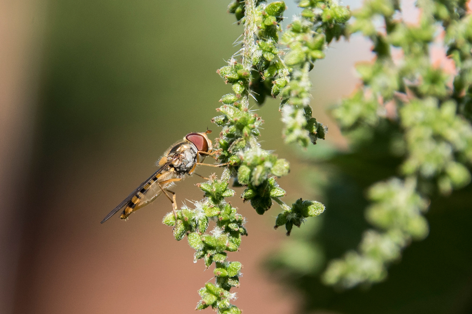 Hainschwebfliege