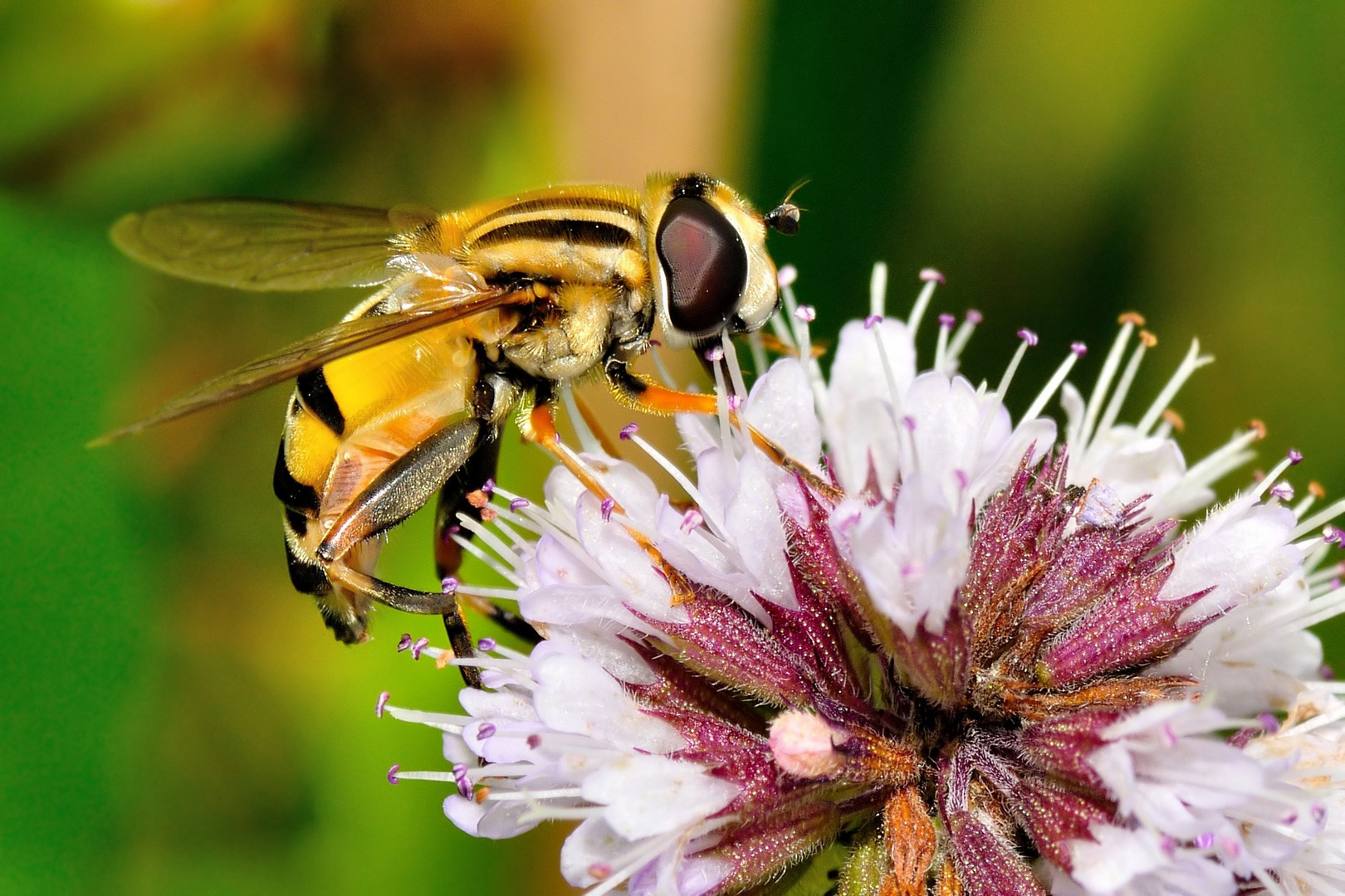 Hainschwebfliege