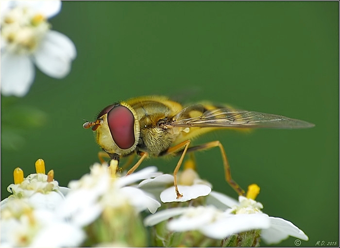 Hainschwebfliege