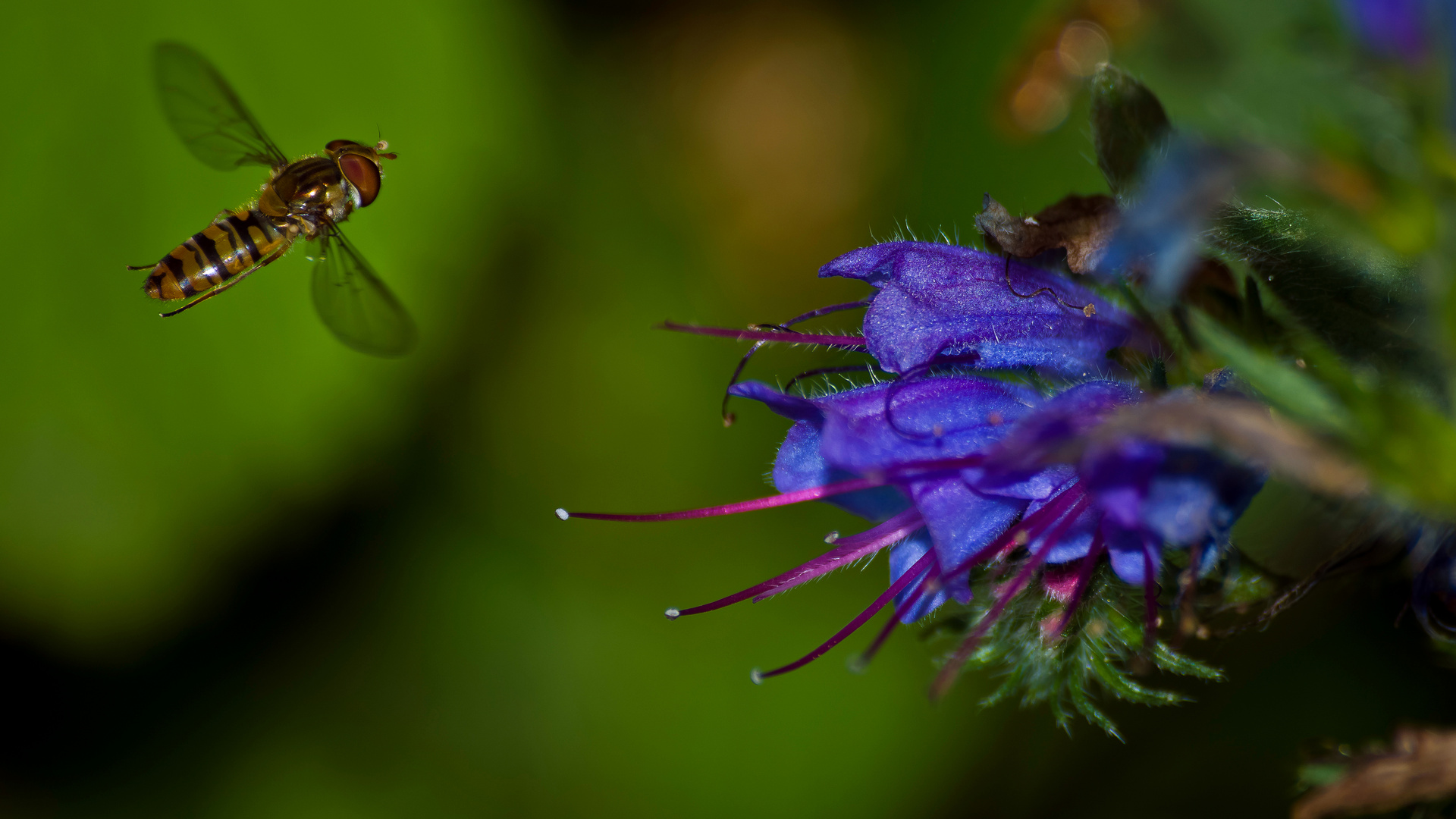 Hainschwebfliege beim Anflug