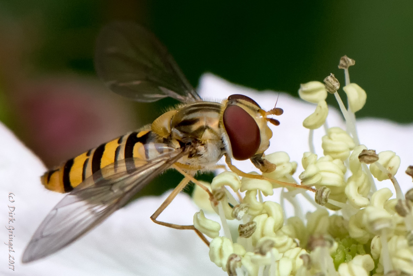 Hainschwebfliege beim Mittagessen