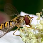 Hainschwebfliege beim Mittagessen