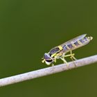  Hainschwebfliege beim putzen