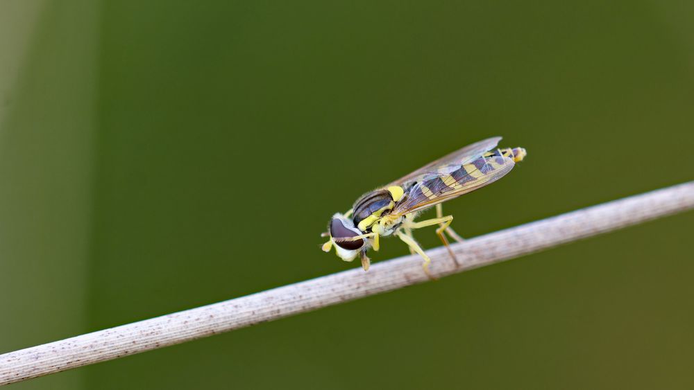  Hainschwebfliege beim putzen