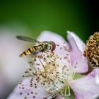 Hainschwebfliege